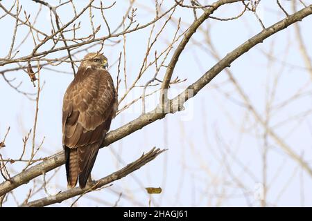 Buzzard comune sul ramo, in attesa della preda Foto Stock