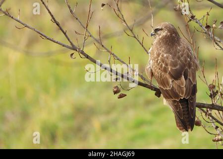 Buzzard comune sul ramo, in attesa della preda Foto Stock