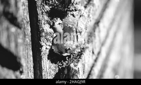 Resina di albero raccolta da un albero di pino. Scanalature sono state intagliate nella corteccia per estrarre la resina dall'albero. La resina naturale di prodotto è allora processo Foto Stock