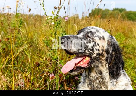 Primo piano setter inglese. Siberia, Russia Foto Stock