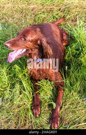 Il flamboyant rosso Irish Setter sta riposando dopo una caccia. Siberia, Russia Foto Stock