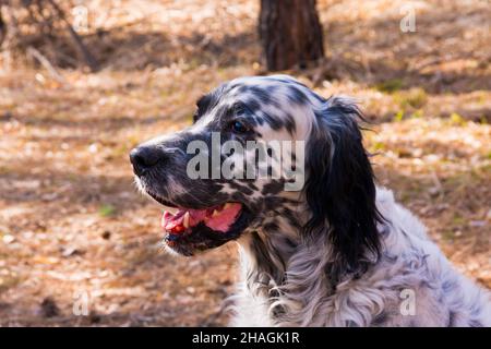 Primo piano setter inglese. Siberia, Russia Foto Stock