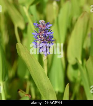 Hechtkraut, Pontederia cordata, ist eine Wasserpflanze mit blauen Blueten. L'erbaccia di Pike, Pontederia cordata, è una pianta acquatica con fiori blu. Foto Stock