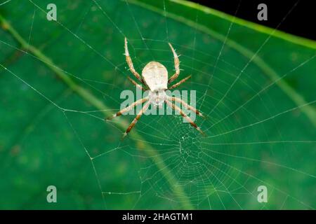 Firma ragno e ragnatela, specie Argiope, Satara, Maharashtra, India Foto Stock