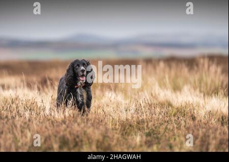 Lauder Moor, Scottish Borders, Regno Unito. 13th Dic 2021. BUD, il cocker che lavora lo spaniel ha ritratto fuori godendo la sua passeggiata mattutina attraverso l'erica su Lauder Moor nei confini scozzesi. Cocker Spaniels sono nelle prime dieci razze di cani del 2021. Picture Credit: phil wilkinson/Alamy Live News Foto Stock