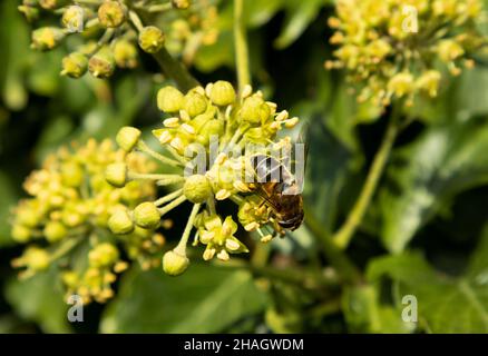 Uno dei più comuni hover-fly wasp-come, il hover-fly Banded è attivo bene fino a fine autunno e alimentazione evidente sugli ultimi fiori rimanenti Foto Stock