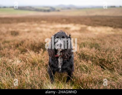 Lauder Moor, Scottish Borders, Regno Unito. 13th Dic 2021. BUD, il cocker che lavora lo spaniel ha ritratto fuori godendo la sua passeggiata mattutina attraverso l'erica su Lauder Moor nei confini scozzesi. Cocker Spaniels sono nelle prime dieci razze di cani del 2021. Picture Credit: phil wilkinson/Alamy Live News Foto Stock