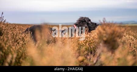 Lauder Moor, Scottish Borders, Regno Unito. 13th Dic 2021. BUD, il cocker che lavora lo spaniel ha ritratto fuori godendo la sua passeggiata mattutina attraverso l'erica su Lauder Moor nei confini scozzesi. Cocker Spaniels sono nelle prime dieci razze di cani del 2021. Picture Credit: phil wilkinson/Alamy Live News Foto Stock
