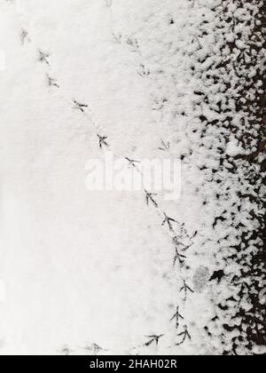 Molti footprint profondi di uccelli su neve bianca per l'intera cornice Foto Stock