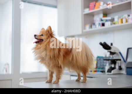 Foto di cane carino durante la visita all'ufficio veterinario Foto Stock