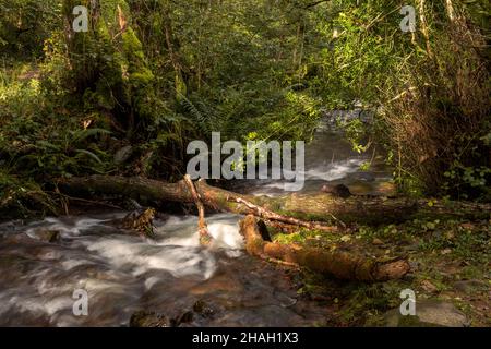 Un piccolo fiume all'interno di Horner Wood, Somerset, Inghilterra, Regno Unito Foto Stock