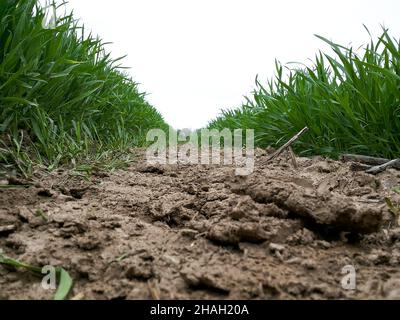 Campo di grano in un campo arato. Fotografato basso vicino al terreno, primo piano tra file di piante piantate emergenti Foto Stock