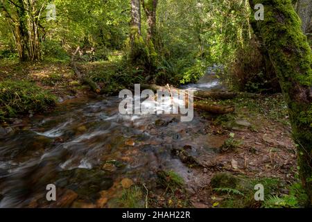 Un piccolo fiume all'interno di Horner Wood, Somerset, Inghilterra, Regno Unito Foto Stock