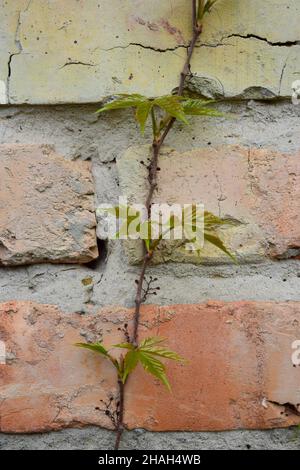 Una pianta sta tessendo lungo un vecchio muro di mattone. Al centro del telaio Foto Stock