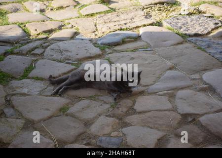 Su un vecchio pavimento in pietra con pietre di varie forme si trova un gatto grigio senza tetto con occhi gialli Foto Stock