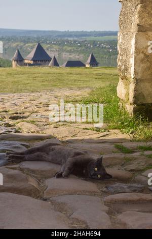 Un gatto grigio senzatetto si trova e poggia sul pavimento in pietra. Dietro di esso, sullo sfondo sfocato, le torri di un'antica fortezza sono visibili Foto Stock