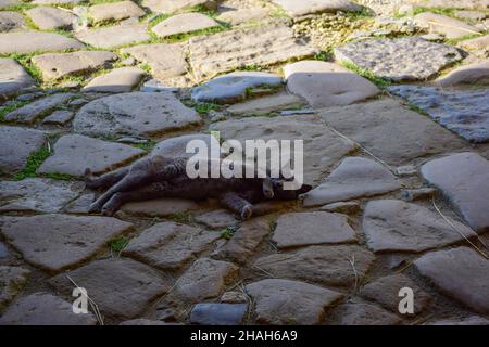 Su un pavimento in pietra, un gatto grigio parassita con occhi aperti giace sul suo lato e riposa Foto Stock