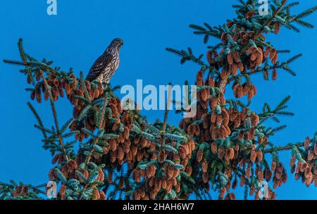 Un goswak giovanile in cerca di preda al tramonto vicino Bergen nella Norvegia occidentale Foto Stock