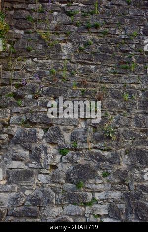 Un vecchio marciapiede fiancheggiato da ciottoli di varie dimensioni e forme, attraverso il quale germogli erba in cima al telaio Foto Stock