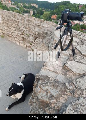 Una fotocamera digitale su un cavalletto si trova su un vecchio muro di mattoni, e sotto di esso a terra si trova un cane bianco e nero Foto Stock