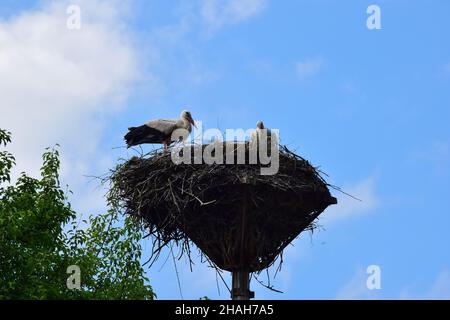 Due cicogne hanno fatto un grande nido di rami su una colonna contro il cielo blu Foto Stock