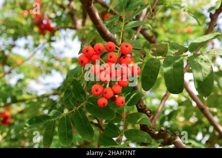 Primo piano del ramo rowan maturo. Lo sfondo è sfocato, i rami di questo albero sono visibili Foto Stock