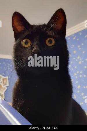 Gatto nero domestico giovane con capelli corti lisci e orecchie lunghe Foto Stock