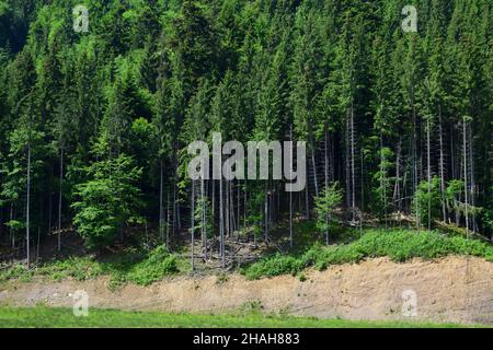 Su una collina si trova un boschetto di conifere con molti alberi per tutta la cornice Foto Stock