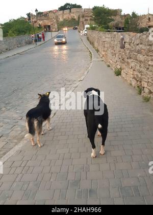 Due cani randagi si levano in piedi sulla strada e osservano le automobili che passano vicino Foto Stock