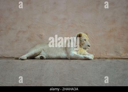 Una leonessa si trova vicino ad un muro beige su un pavimento pulito e guarda di lato Foto Stock