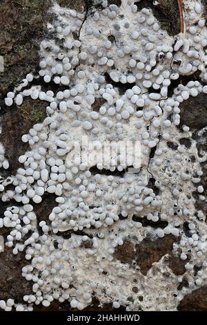 Physarum diderma, una muffa di lime micetozoica dalla Finlandia senza nome comune inglese Foto Stock