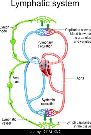 Sistema circolatorio linfatico. Parti del sistema immunitario e circolatorio. Linfonodo, vaso sanguigno, capillari e cuore. Illustrazione vettoriale. anat. Umana Illustrazione Vettoriale