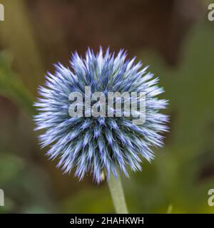 Singolo fiore blu spiky di Echinops ritro in germoglio. Foto Stock