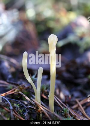 Clavaria argillacea, noto come club di moor o club di campo, fungo selvatico dalla Finlandia Foto Stock