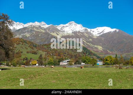 Mucche e cavalli pascolano su un pascolo prato sullo sfondo di montagne, cime innevate in una soleggiata e limpida giornata autunnale. Foto Stock