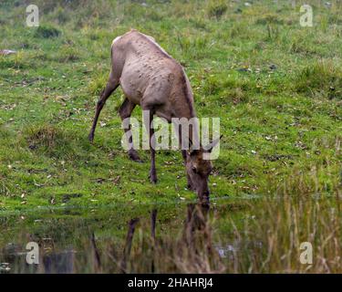 Elk femmina mucca acqua potabile nel campo con sfondo di erba nel suo ambiente e habitat circostante. Wapiti. Cervo rosso. Foto Stock