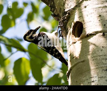 Woodpecker arroccato dal suo nido casa di guardia e proteggere il nido nel suo ambiente e habitat circostante. Immagine pelosa Woodpecker. Immagine. Foto Stock