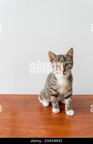 Gatto grigio seduto su pavimento in legno con sfondo bianco Foto Stock