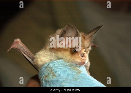 Il chirotterologo tiene e studia un pipistrello nelle sue mani Foto Stock