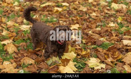 carino giovane cockerpoo in piedi in autunno caduta leves che stanno cambiando colore Foto Stock