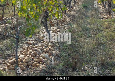 Grandi pietre nei vigneti di Chateauneuf du Pape per regolare l'evaporazione e agire per riscaldare le viti Foto Stock