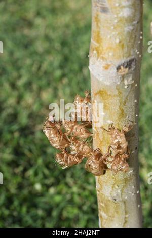 Un gruppo di pelli di cicale di capannone su un tronco di albero Foto Stock