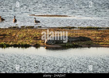 Grande coccodrillo, Crocodylidae, anche vero coccodrillo è un grande rettile semiacquatico, giacente su una riva del fiume in Africa Foto Stock