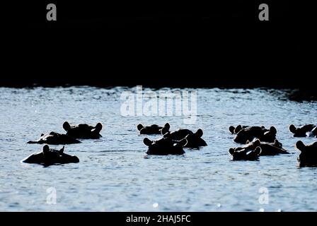 Gruppo di Ippopotamo, Ippopotamo anfibio, che galleggia in un fiume in un paesaggio africano Foto Stock