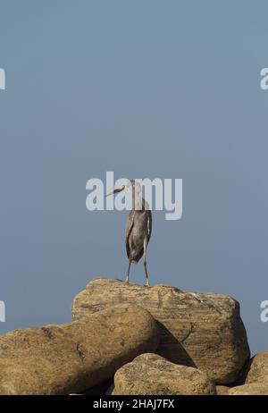 Un singolo airone grigio che si erge sulla roccia presso la riva del mare Foto Stock