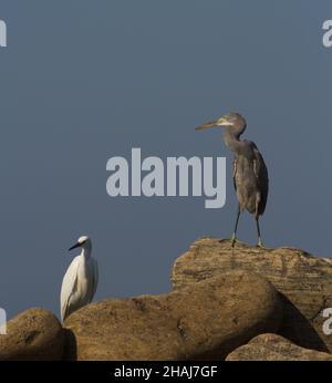 Un airone grigio con una gru bianca sulla roccia vicino al mare al mattino Foto Stock