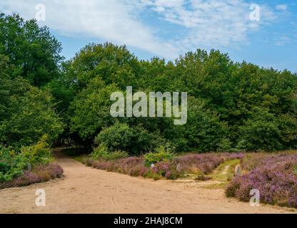 Attraversamento di strade sterrate con cespugli e brughiere Foto Stock