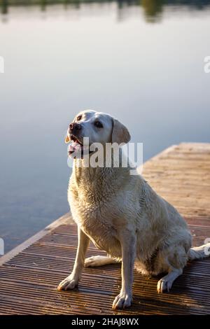 Labrador Retriever seduto sul molo al lago. Cane all'aperto in estate Foto Stock