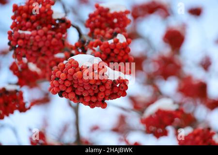 Bacche di Rowan su rami di albero ricoperti di neve. Natura invernale, bacche medicinali di cenere di montagna Foto Stock