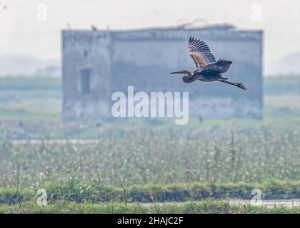 Splendida vista di un Heron viola su un volo su una terra bagnata con un cielo chiaro Foto Stock